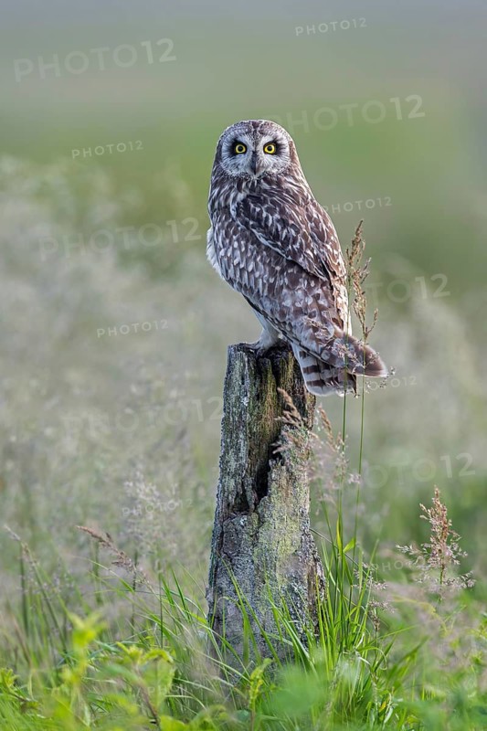Short-eared owl (Asio flammeus) adult perched on old wooden fence post along meadow in late spring, early summer
