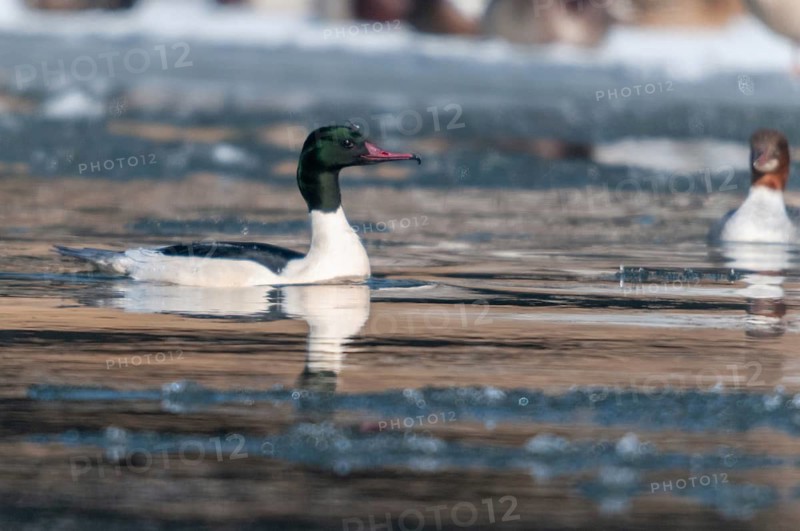 Goosander, goose säger, mergus merganser, anatidae, birds, ice, duckbirds, ice, male, snow, sawyer, birds, waterbirds, waterbirds, winter