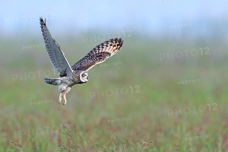 Short-eared owl (Asio flammeus) hunting adult flying over meadow, grassland in spring