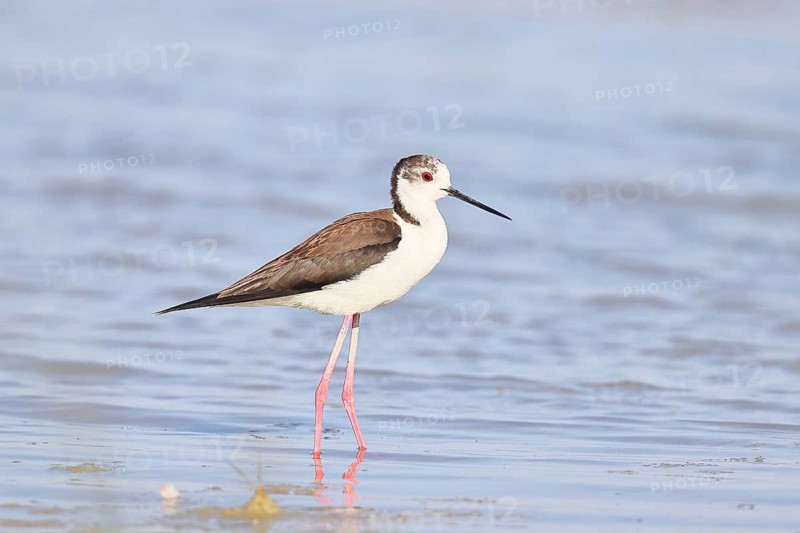 Black-winged Stilt (Himantopus himantopus) foraging in the shallow water of a lake shore, Wildlife, Wading bird, Animals, Waterfowl, Lake Neusiedl National Park, Burgenland, Austria