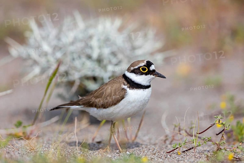 Little Ringed Plover, Little Ringed Plover, (Charadrius dubius), plover family, biotope, foraging, Lesbos, Lesbos Island, Greece