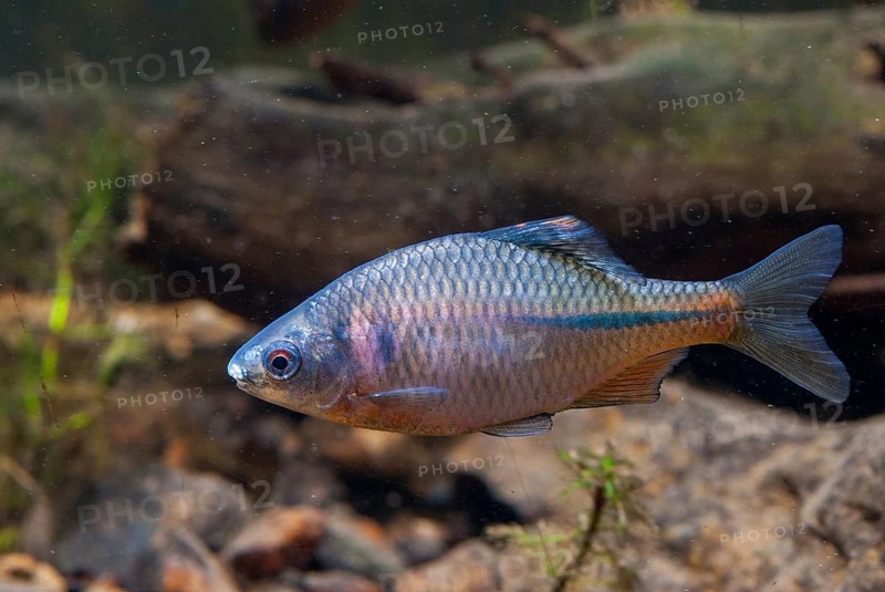 Bitterling, Rhodeus Amarus, Rhodeus Sericeus Amarus, FFH, Pisces, Fishes, Leo, Pisces