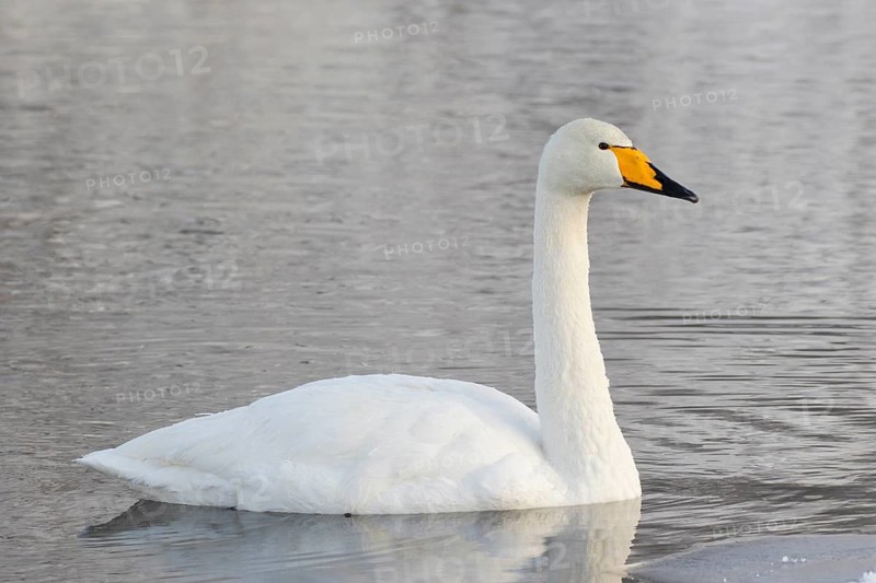 Whooper Swan (Cygnus cygnus), Finland