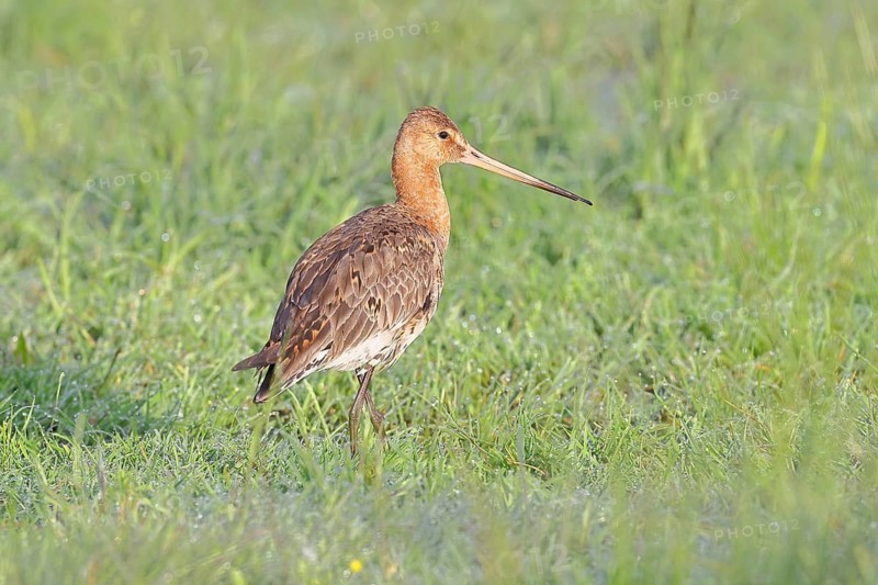 Black-tailed Godwit (Limosa limosa), foraging on a boggy meadow, waders, wildlife, nature photography, wet meadow, Ochsenmoor, Lake Dümmer, Lembruch, Lower Saxony, Germany