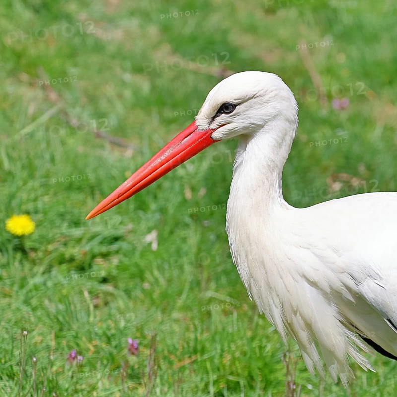 White stork (Ciconia ciconia) foraging in a meadow, Wildlife, Animal portrait, Hesse, Germany