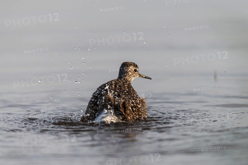 Bruchwasserlaeufer, tringa glareola, wood sandpiper, bath, birds, charadriiformes, plumage care, limikolen, preening, snipe birds, scolopacidae, birds, waders, waders
