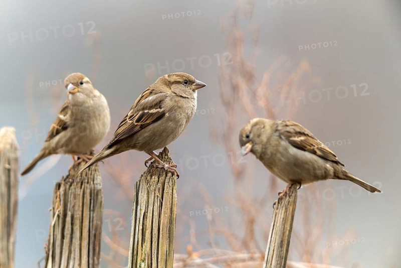 House sparrow, passer domesticus, sparrow, birds, female, garden, garden fence, passeri, songbirds, sparrow, sparrow, sparrow, sparrow, sparrow, sparrow, sparrow, birds, female