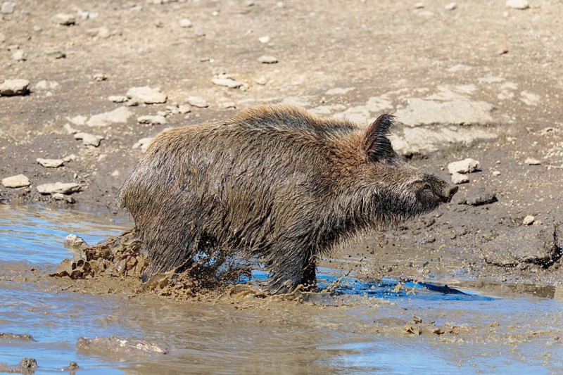An adult male wild boar (Sus scrofa) takes a mud bath in a small pond on a sunny day. Bavaria, Germany