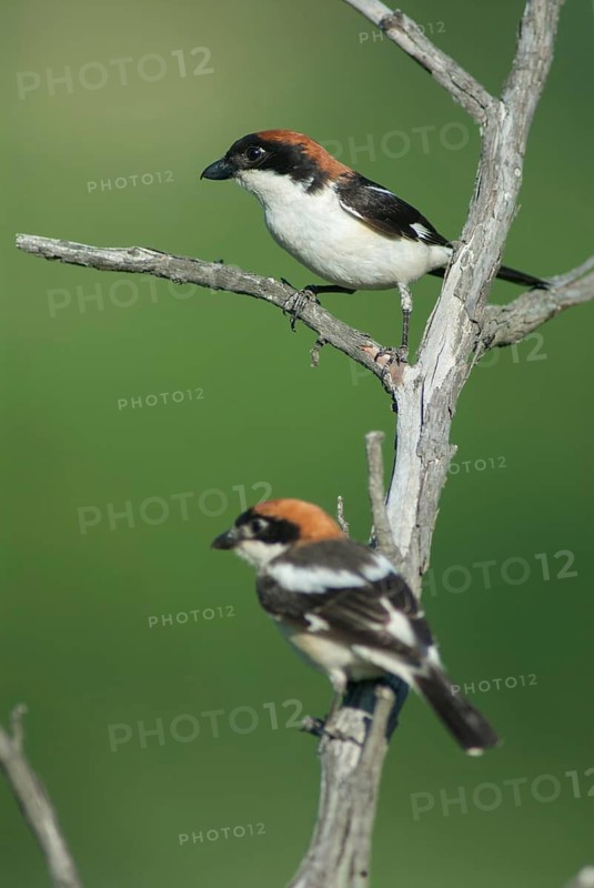 Lanius Senator, red-headed shrike, woodchat shrike, birds, Bulgaria, female, high size, portrait format, male, passeri, songbirds, birds, female, shrike