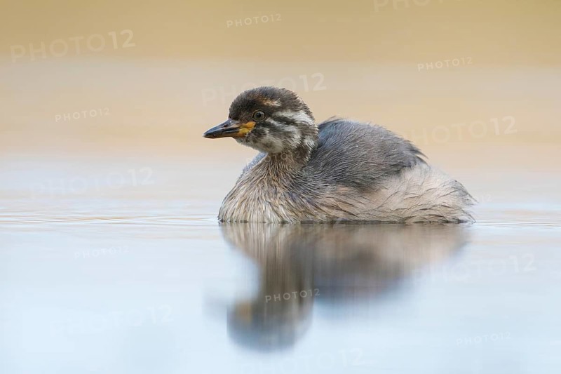 Australasian Grebe (Tachybaptus novaehollandiae) young, Victoria, Australia