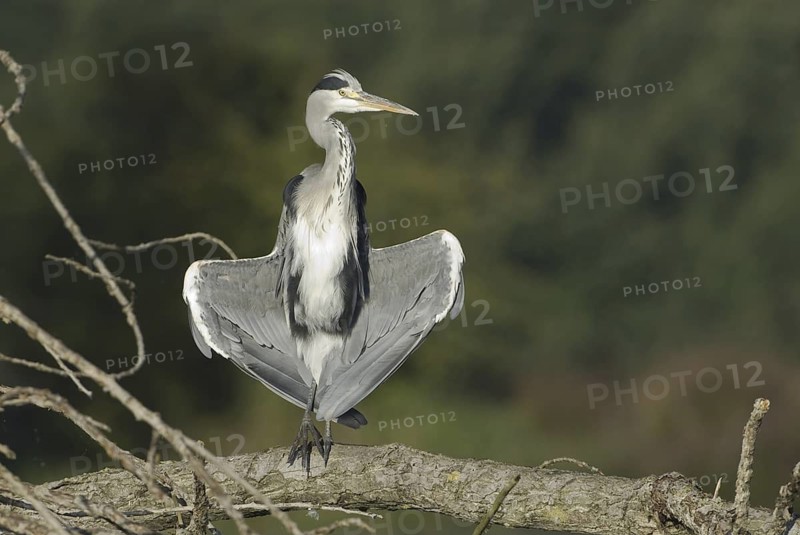 Grey Heron (Ardea cinerea), Saxony, Germany