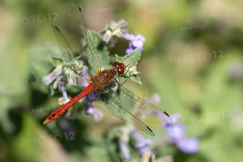 Common darter dragonfly (Sympetrum striolatum) adult male insect resting on a garden Catmint flowers in summer, Suffolk, England, United Kingdom