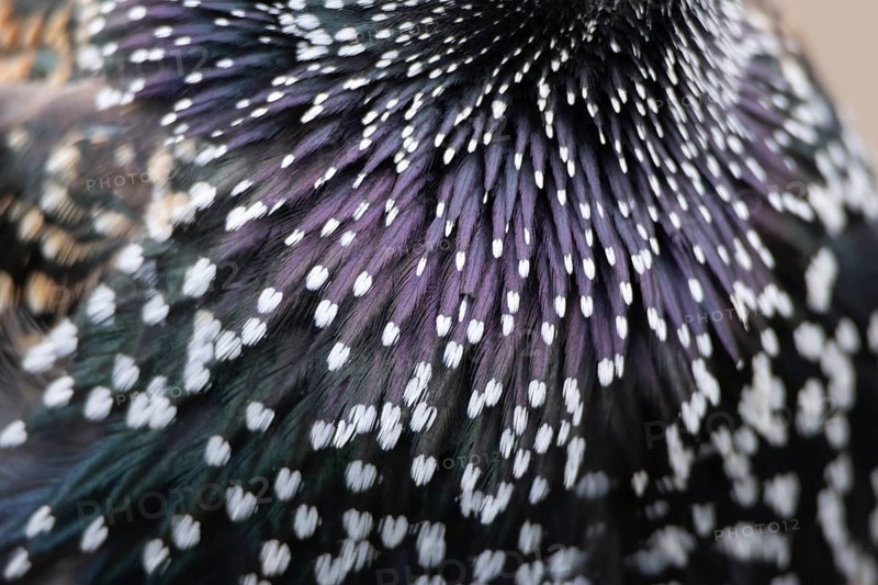 Common starling (Sturnus vulgaris) adult bird close up of its breast feathers, England, United Kingdom