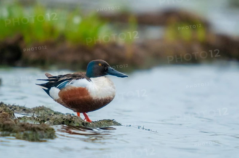 Anas Clypeata, Spoon Duck, Shoveler, Spatula Clypeata, Anatidae, Birds, Ducks, Ducks, Ducks, Birds, Waterbirds