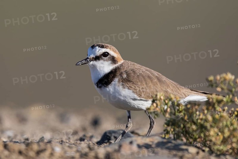 Kentish Plover (Charadrius alexandrinus) male, Lesvos, Greece