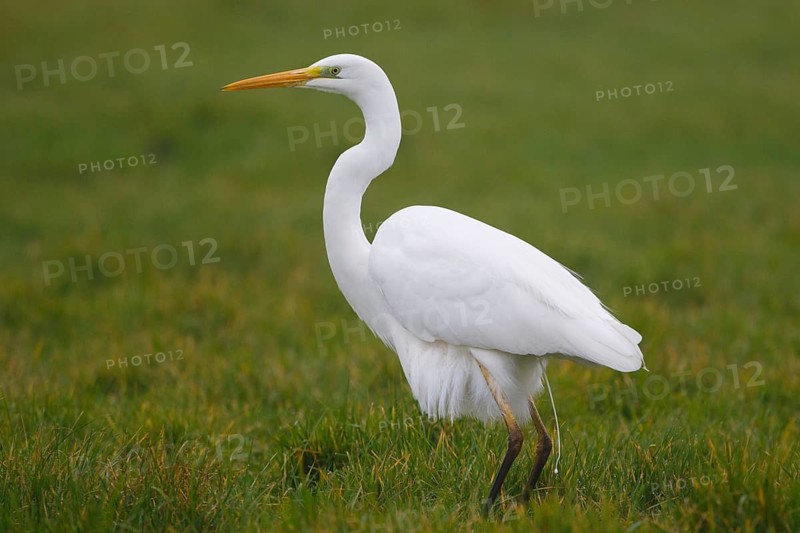 Great Egret (Ardea alba), Netherlands