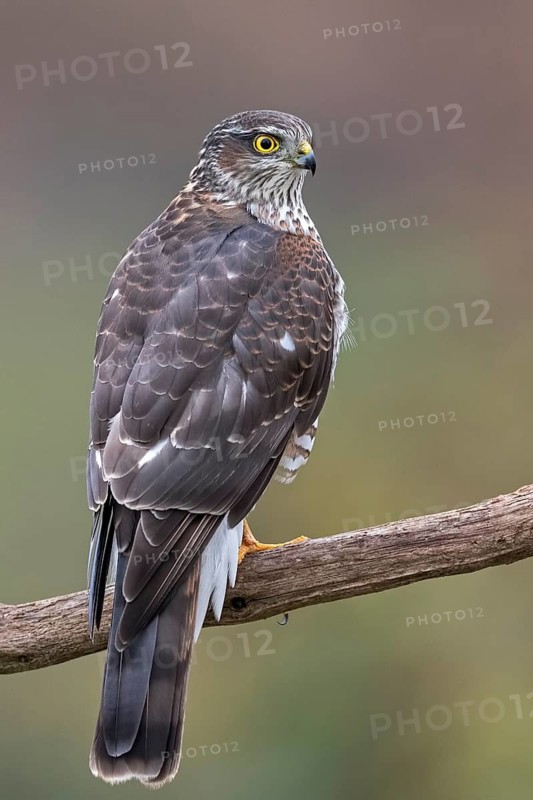 Eurasian Sparrowhawk (Accipiter nisus) female perched on a branch, Saxony-Anhalt, Germany