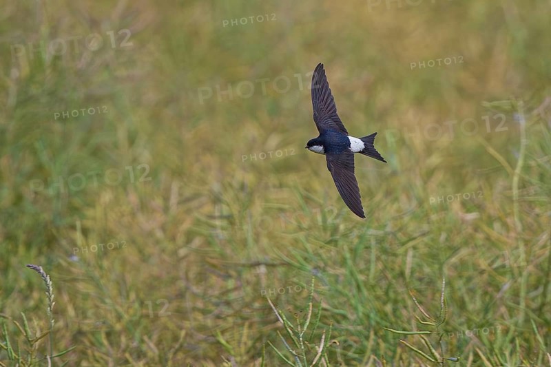 House Martin (Delichon urbicum), close-up, flying over a rapeseed field with outstretched wings in summer, Hesse, Germany
