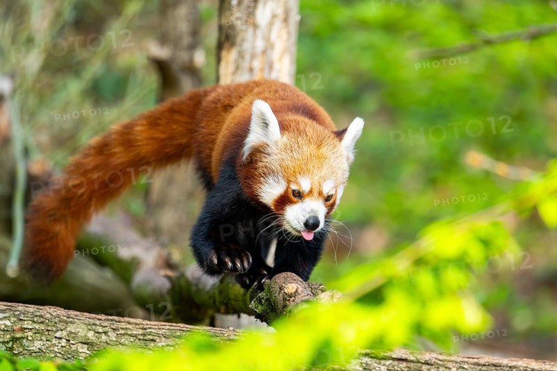 Red panda (Ailurus fulgens) walking on a tree, Germany