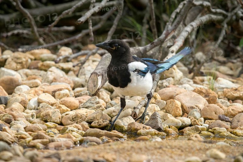 Magpie, pica pica, bath, bird bath, birds, corvidae family of birds, adolescent, juvenile, passeri, corvids, songbirds, watering place