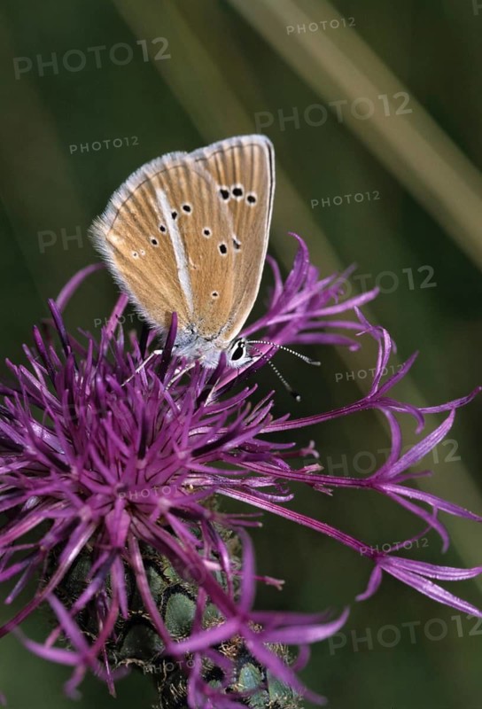 Damon blue, large esparset blue, polyommatus damon, striped blue, white dagger blue, butterfly, high size, portrait format, insects, butterflies, butterflies, butterflies