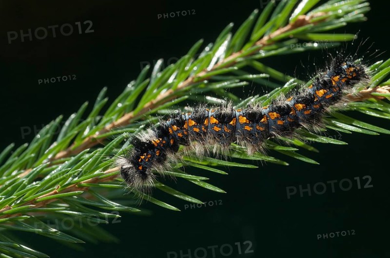 Cosmotriche lobulina, cosmotriche lunigera, kientree spinner, moonspot hen, coniferous forest moonspot moth, butterfly, insects, moths, moths, moths, moth, caterpillar, butterfly