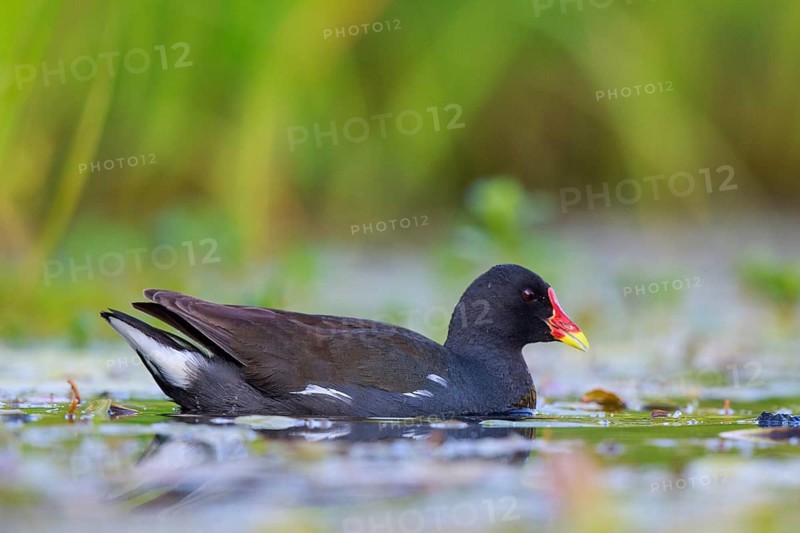 Common Moorhen (Gallinula chloropus) foraging, North Rhine-Westphalia, Germany