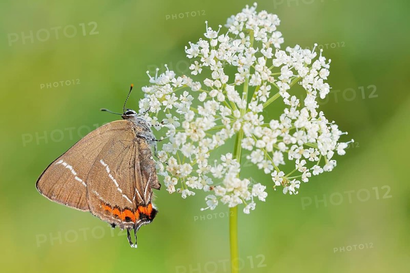Elm fritillary (Satyrium w-album, Strymonidia w-album) on an umbel, North Rhine-Westphalia, Germany