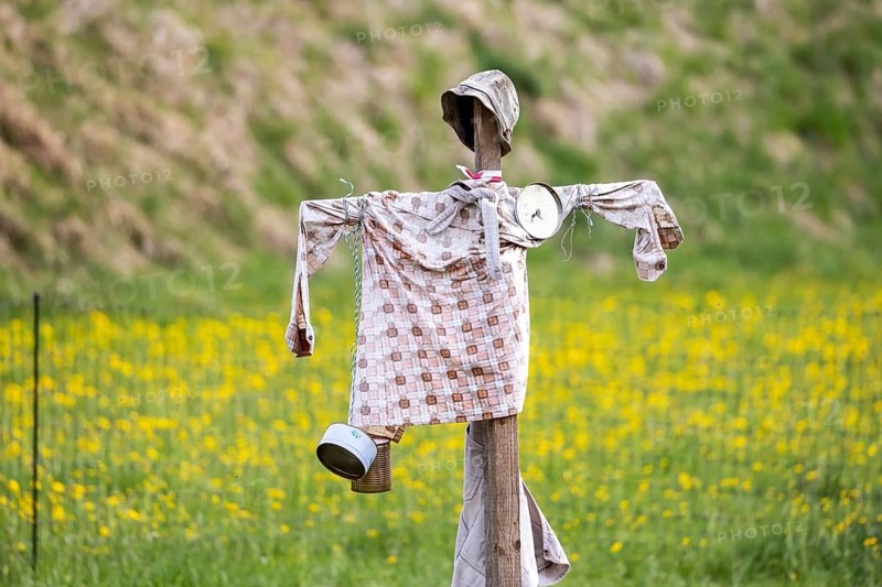 Scarecrow in a meadow. St. Johann, Baden-Württemberg, Germany