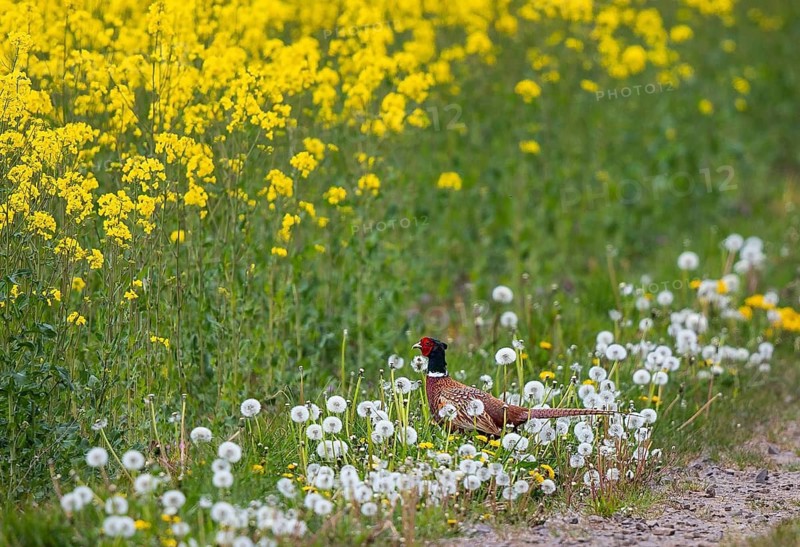 Common pheasant (Phasianus colchicus), a male walking along the edge of a field of yellow rapeseed through flowering dandelions (Taraxacum officinale), Rhineland-Palatinate, Germany