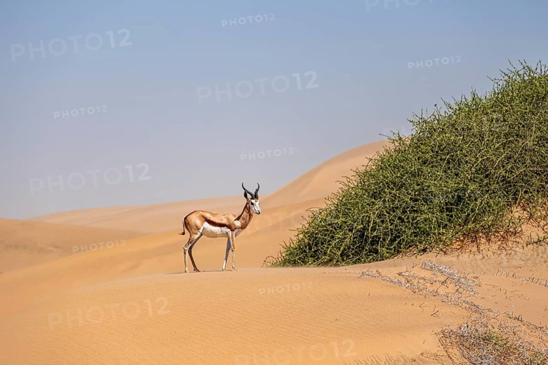 Springbok (Antidorcas marsupialis) on a sand dune, Namib Desert, Namib Naukluft Park, Namibia