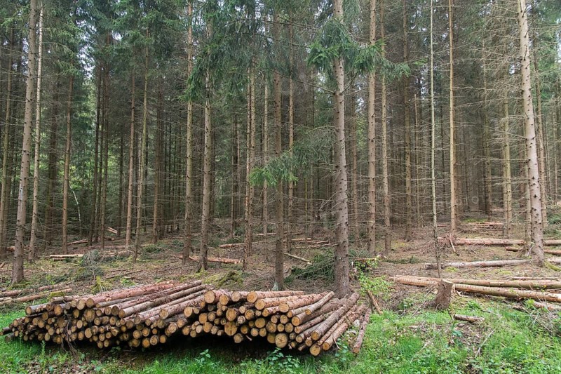 Forestry, logging, industrial forestry, intensive forestry, intensive forestry, landscape, landscape