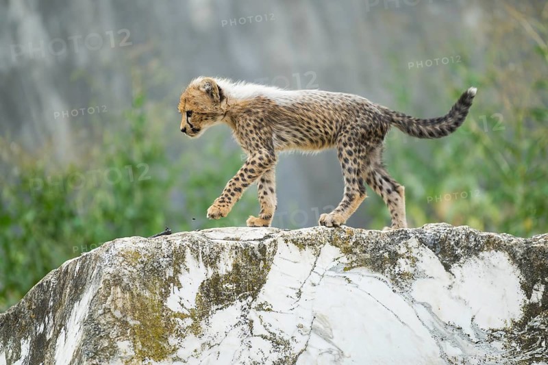 Cheetah (Acinonyx jubatus) youngster walking on a rock, captive, occurrence Africa