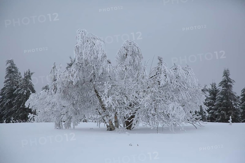 Several snow-covered trees stand in a peaceful, foggy winter landscape, snowy trees against a white sky, Black Forest, Baden-Württemberg, Germany
