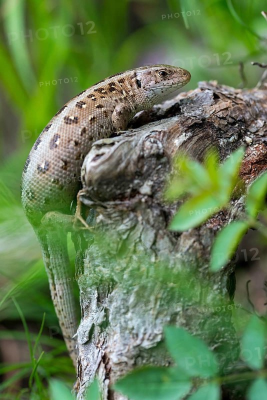 Lacerta agilis, sand lizard, critters, lizards, lizards, lizards, female, high size, portrait format, reptiles, lizards, reptilia, reptiles, female