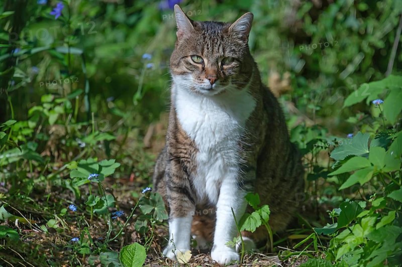 Portrait of a domestic cat (Felis catus), Franconia, Bavaria, Germany