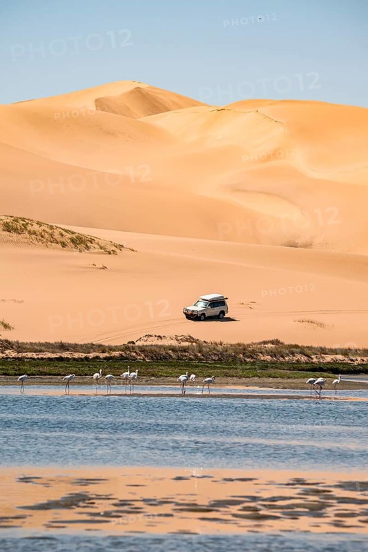 Off-road vehicle in sand dunes and lagoon with pink flamingos (Phoenicopterus roseus), Sandwich Harbour, Impressive desert landscape, Namib Naukluft Park, Namib Desert, Namibia