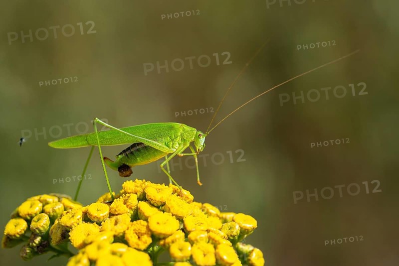 Common sickle scare, grasshoppers, Phaneroptera falcata, sickle scare, ensifera, grasshoppers, grasshoppers, insects, insects, long-feeler scare, sickle-bearing bush cricket