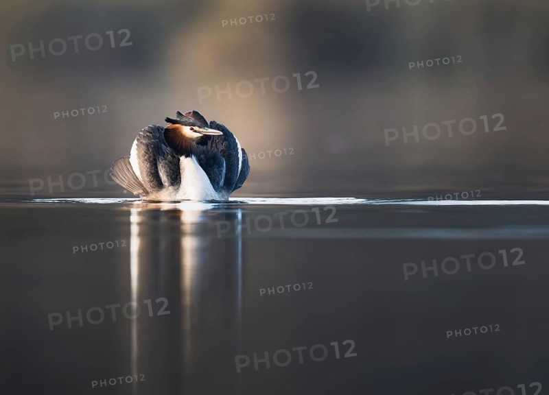 Great Crested Grebe (Podiceps cristatus), Zurich, Switzerland
