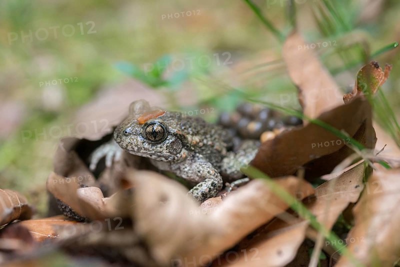Alytes obstetricans, common midwife toad, obstetrician toad, northern obstetrician toad, amphibians, eggs, egg string, amphibians, male