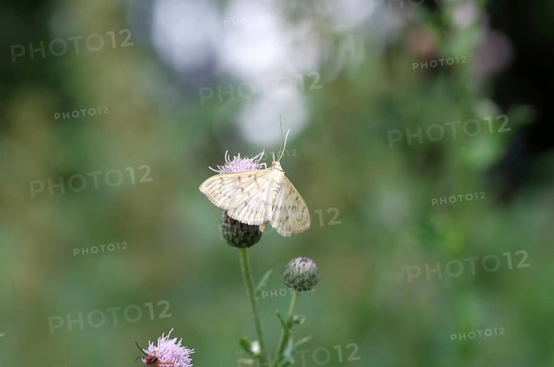 Nettle moth (Patania ruralis), butterfly, wing, nectar, Germany