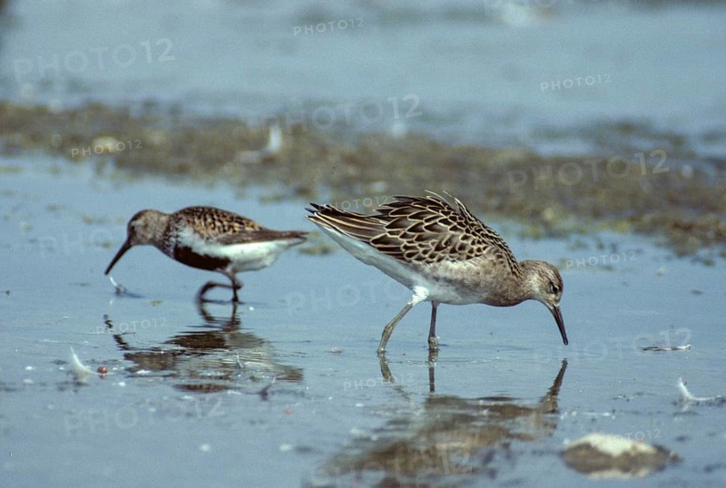 Alpine sandpiper, Calidris Pugnax, Dunlin, Fighter, Philomachus pugnax, ruff, birds, charadriiformes, leo, limikolen, resting dress, snipe birds, scolopacidae, birds, waders, waders