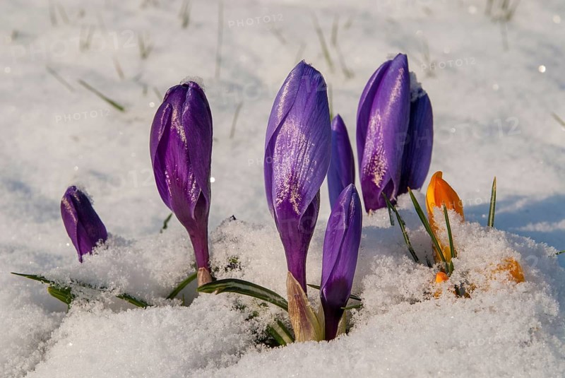 Crocus hybrid, crocus, flora, spring, plants, plants, snow, snow, spring