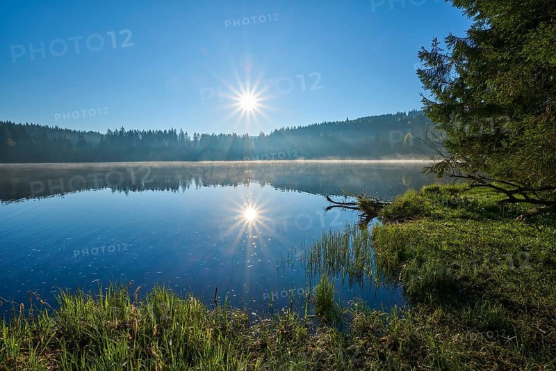 The sun over a quiet lake with grass on the shore, surrounded by peaceful nature, Windgfällweiher, Lenzkirch, Black Forest, Breisgau Hochschwarzwald, Baden-Württemberg, Germany