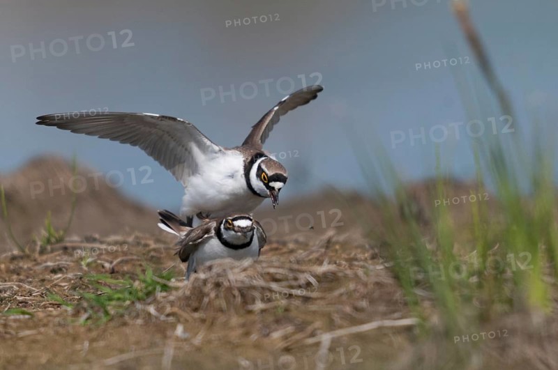 Charadrius dubius, common plover, little ringed plover, birds, charadriiformes, couple, kopula, limikolen, mating, couple, mating, plower, plover, birds, waders, waders