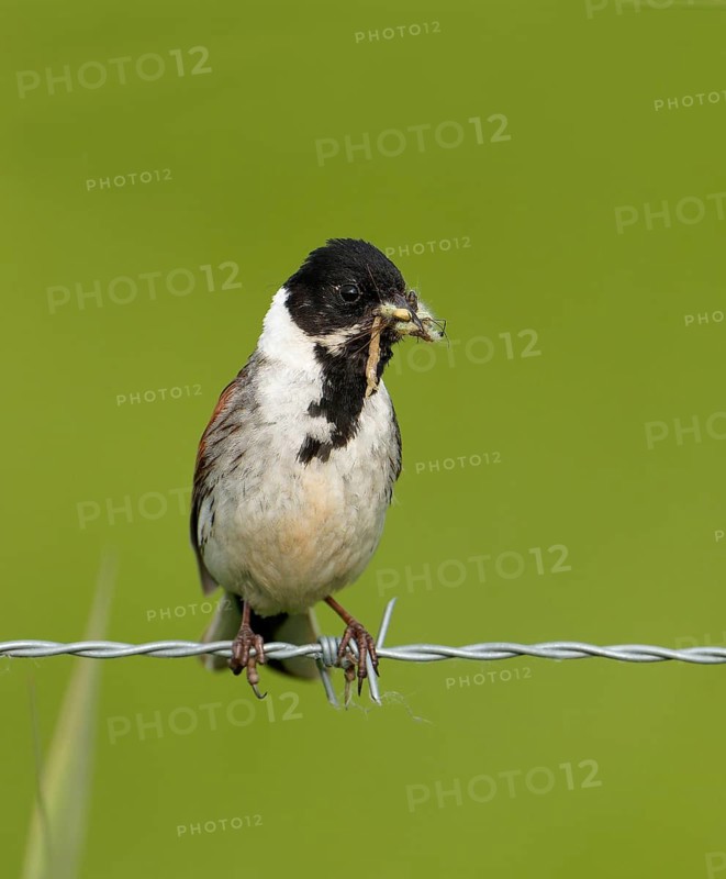 A male reed bunting (Emberiza schoeniclus) with food in its beak, perched on barbed wire, Lake Dümmer, Germany