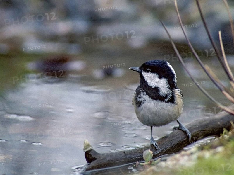 Coal tit, parus ater, periparus ater, pine tit, bath, bird bath, birds, garden, leo, tit, passeri, songbirds, tits, birdbath, birds, birds