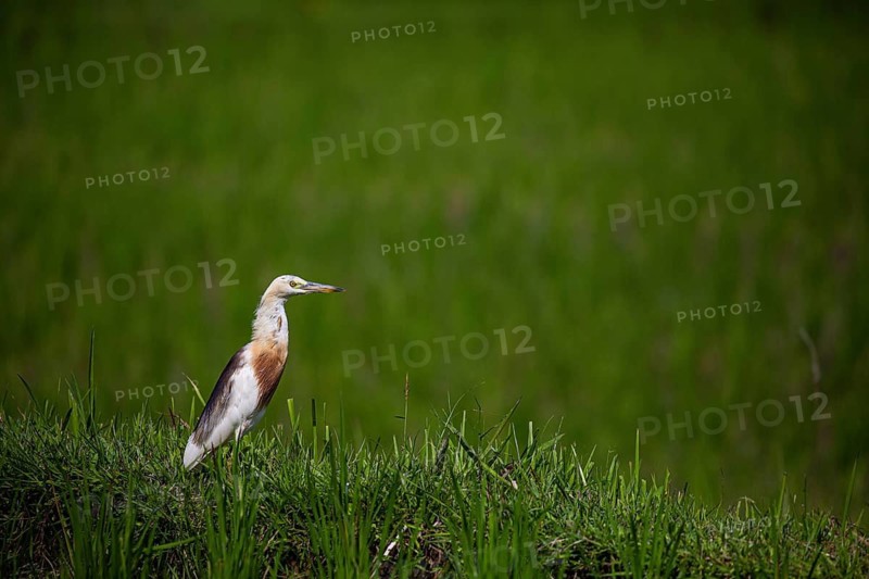 A bird in a green meadow, gazing towards an indistinct horizon, a squacco heron (Ardeola ralloides) in a rice field, hunting, Indonesia, Bali