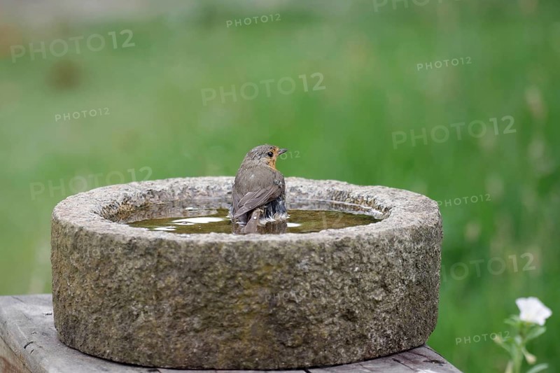 Robin (Erithacus rubecula), bird bath, bathing, the bird is sitting in the water with droplets of water on its feathers