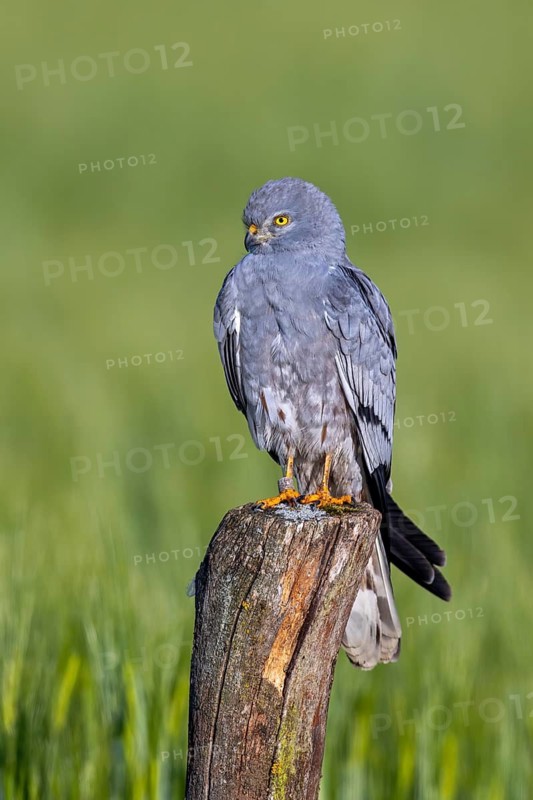 Montagu's harrier (Circus pygargus) adult male perched on old wooden fence post in wheat field, cornfield in spring